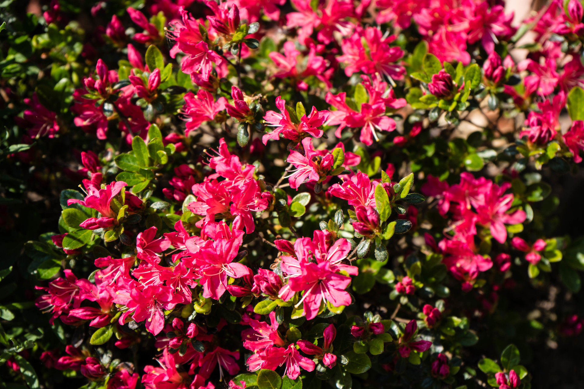 Różanecznik roseum elegans w ogrodzie