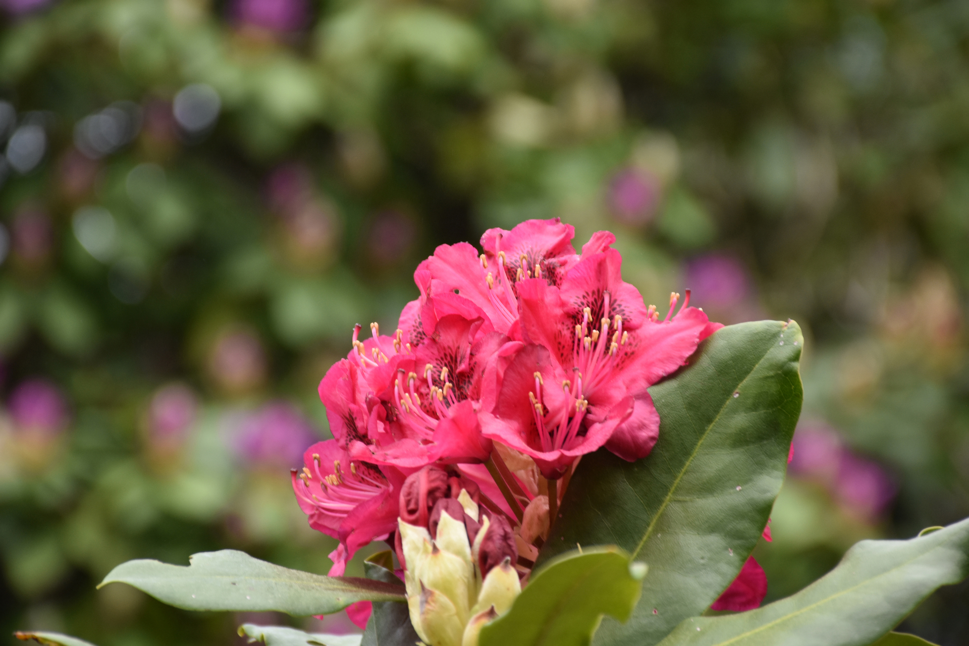 czerwony kwiat rododendronu rośnie w ogrodzie