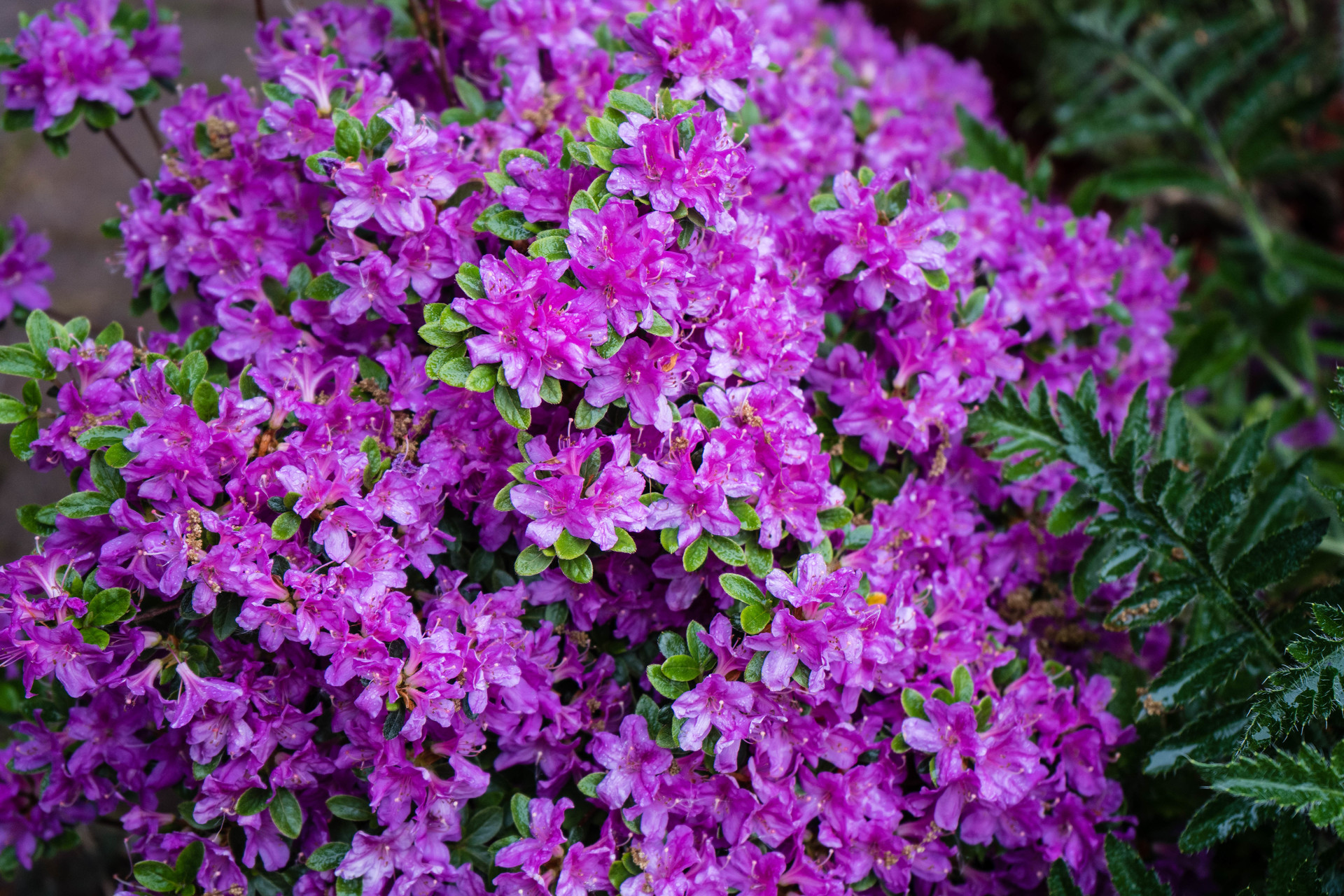 Różanecznik roseum elegans rośnie w ogrodzie