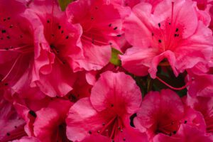 Rododendron z różowymi kwiatami rośnie w ogrodzie